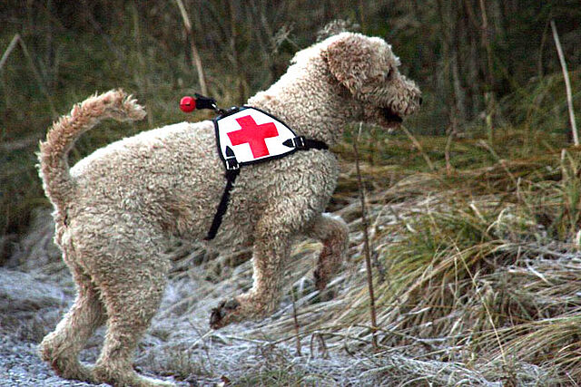 BRK Rettungshundestaffel München - Flächensuche