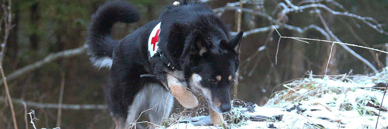 BRK München - SEG Rettungshunde